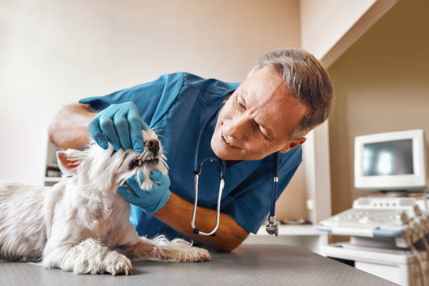 Best Broken or Chipped Tooth Repair in De Witt, NY